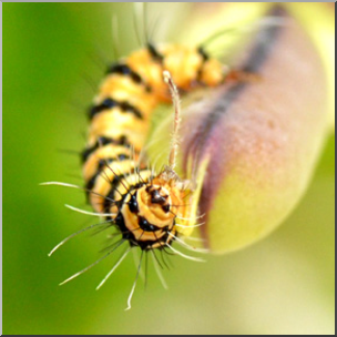 Photo: Caterpillar 06b LowRes
