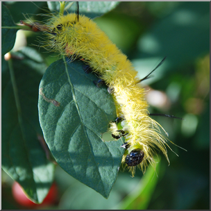 Photo: Caterpillar 01b HiRes
