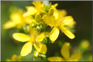Photo: Yellow Flowers 01a HiRes
