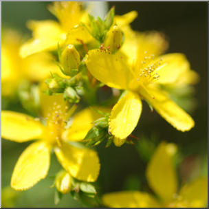 Photo: Yellow Flowers 01b LowRes