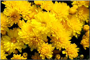 Photo: Chrysanthemums: Yellow 01 HiRes