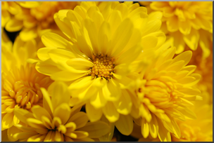 Photo: Chrysanthemums: Yellow 02 HiRes