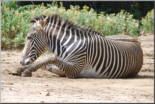 Photo: Zebra 03 HiRes