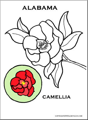 Alabama: State Flower: – Camellia
