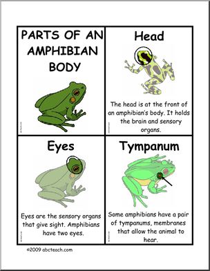 Fact Cards: Body Parts – Amphibians
