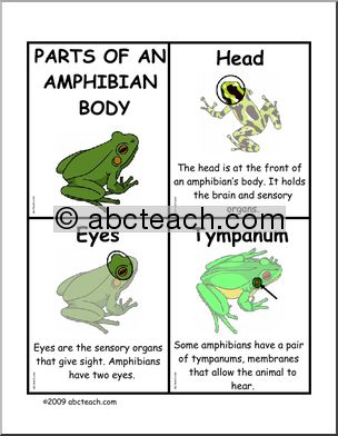 Fact Cards: Body Parts – Amphibians