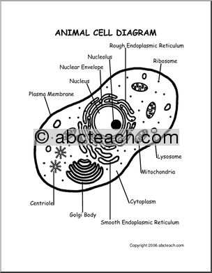 Diagram: Animal Cell