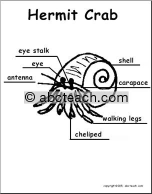 Animal Diagrams: Hermit Crab (labeled and unlabeled)