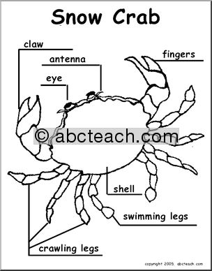 Animal Diagrams: Snow Crab (labeled and unlabeled)