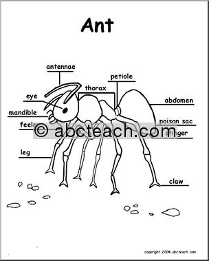 Animal Diagrams:  Ant (labeled parts)