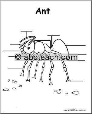 Animal Diagrams:  Ant (unlabeled parts)