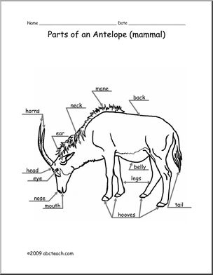 Animal Diagram: Antelope (labeled and unlabeled)