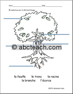 Worksheet: French: Vocabulary–Un arbre