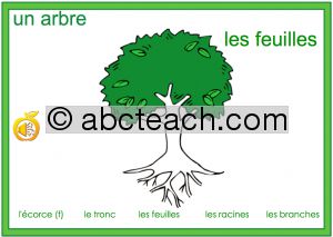 Interactive: Notebook: French: Vocabulaire–CrÃˆer un arbre (avec audio)