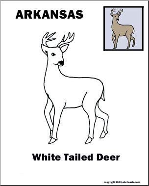 Arkansas: State Animal  –  White-tailed Deer