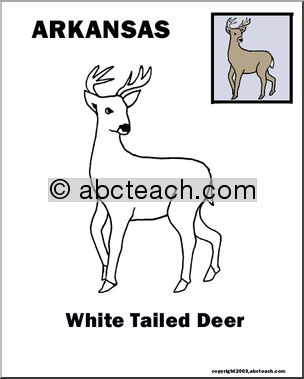 Arkansas: State Animal  –  White-tailed Deer