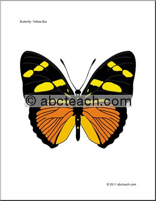 Bulletin Board: Butterfly Theme
