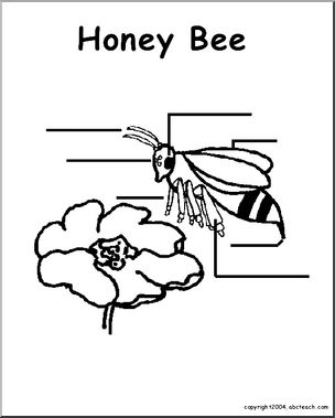 Animal Diagrams:  Bee  (unlabeled parts)