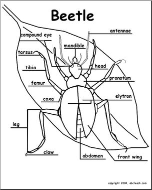 Animal Diagrams:  Beetle (labeled parts)