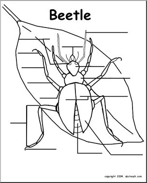 Animal Diagrams:  Beetle (unlabeled parts)