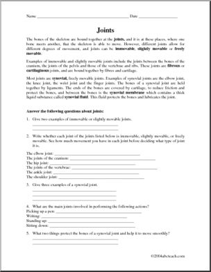 Comprehension: Human Joints (upper elem/ middle)