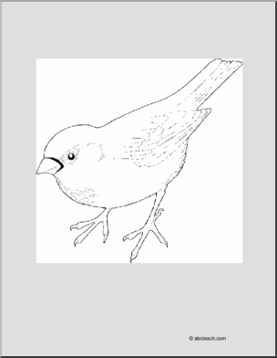 Coloring Page: Bird