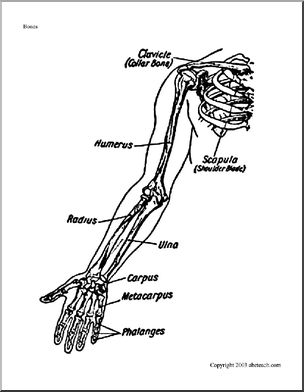 Bone Diagrams: Shoulder and Arm (labeled)