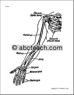 Bone Diagrams: Shoulder and Arm (labeled)