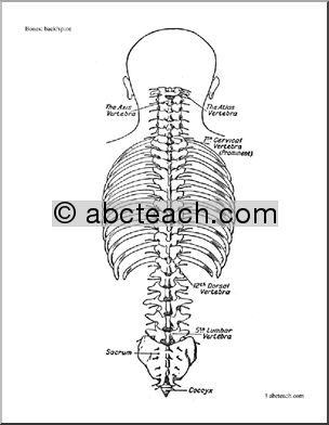 Bone Diagrams: Back (labeled)