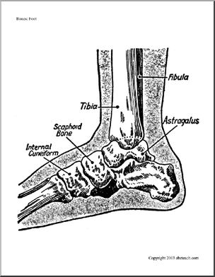 Bone Diagrams: Foot (labeled)