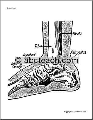 Bone Diagrams: Foot (labeled)