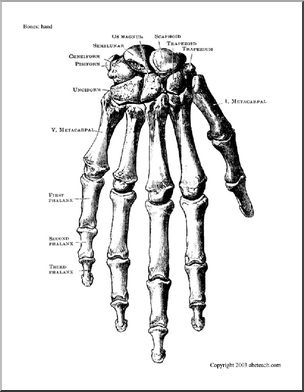 Bone Diagrams: Hand (labeled)