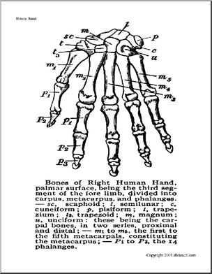 Bone Diagrams: Hand (unlabeled)