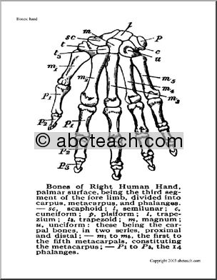 Bone Diagrams: Hand (unlabeled)