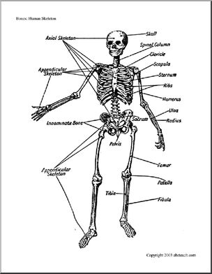 Bone Diagrams: Human Skeleton (labeled)