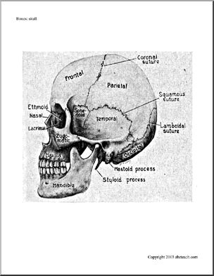 Bone Diagrams: Skull, Side View (labeled)