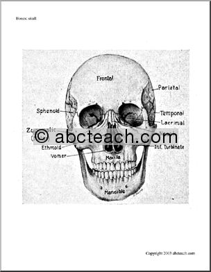 Bone Diagrams: Skull, Front View (labeled)
