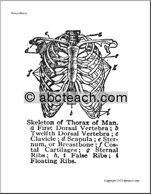 Bone Diagrams: Human Thorax Diagram (labeled)