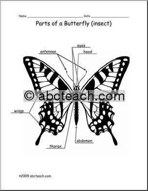 Animal Diagram: Butterfly (labeled and unlabeled)