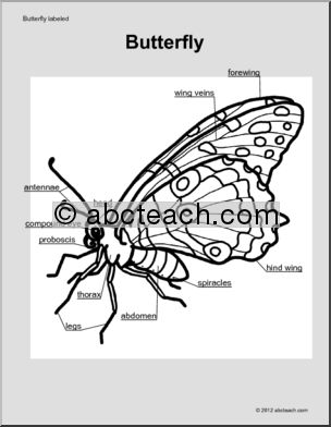 Animal Diagrams:  Butterfly  (labeled parts)
