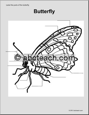 Animal Diagrams:  Butterfly (unlabeled parts)