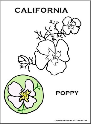 California:  State Flower – Golden Poppy