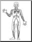 Clip Art: Human Anatomy: Cardiovascular System (coloring page)
