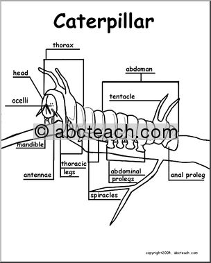 Animal Diagrams:  Caterpillar (labeled parts)