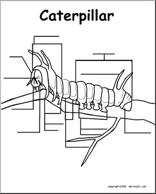 Animal Diagrams:  Caterpillar (unlabeled parts)