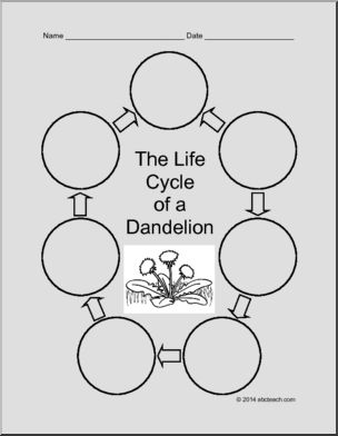 Science Form: Life Cycle of a Dandelion