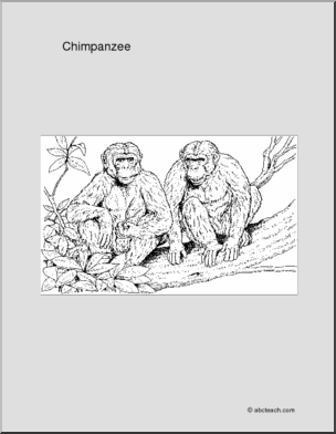 Coloring Page: Chimpanzee