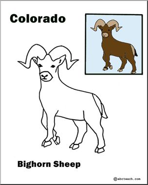 Colorado: State Animal:  – Bighorn Sheep
