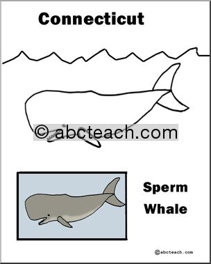 Connecticut: State Animal  – Sperm Whale