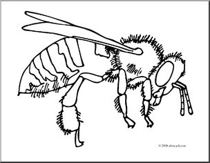 Clip Art: Insects: Bee (coloring page)